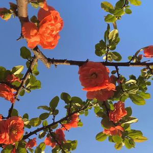 新加坡AV无码免费
